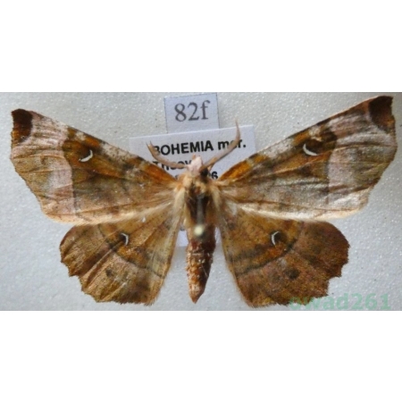 Selenia tetralunaria (Hufnagel, 1767) male Skrzytek dereniak Czech82f